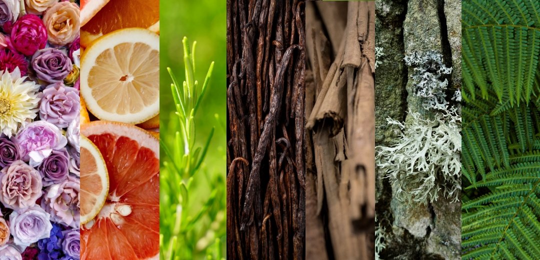 Les types de parfums : Guide des familles olfactives | Parfum Femme & Homme au Maroc