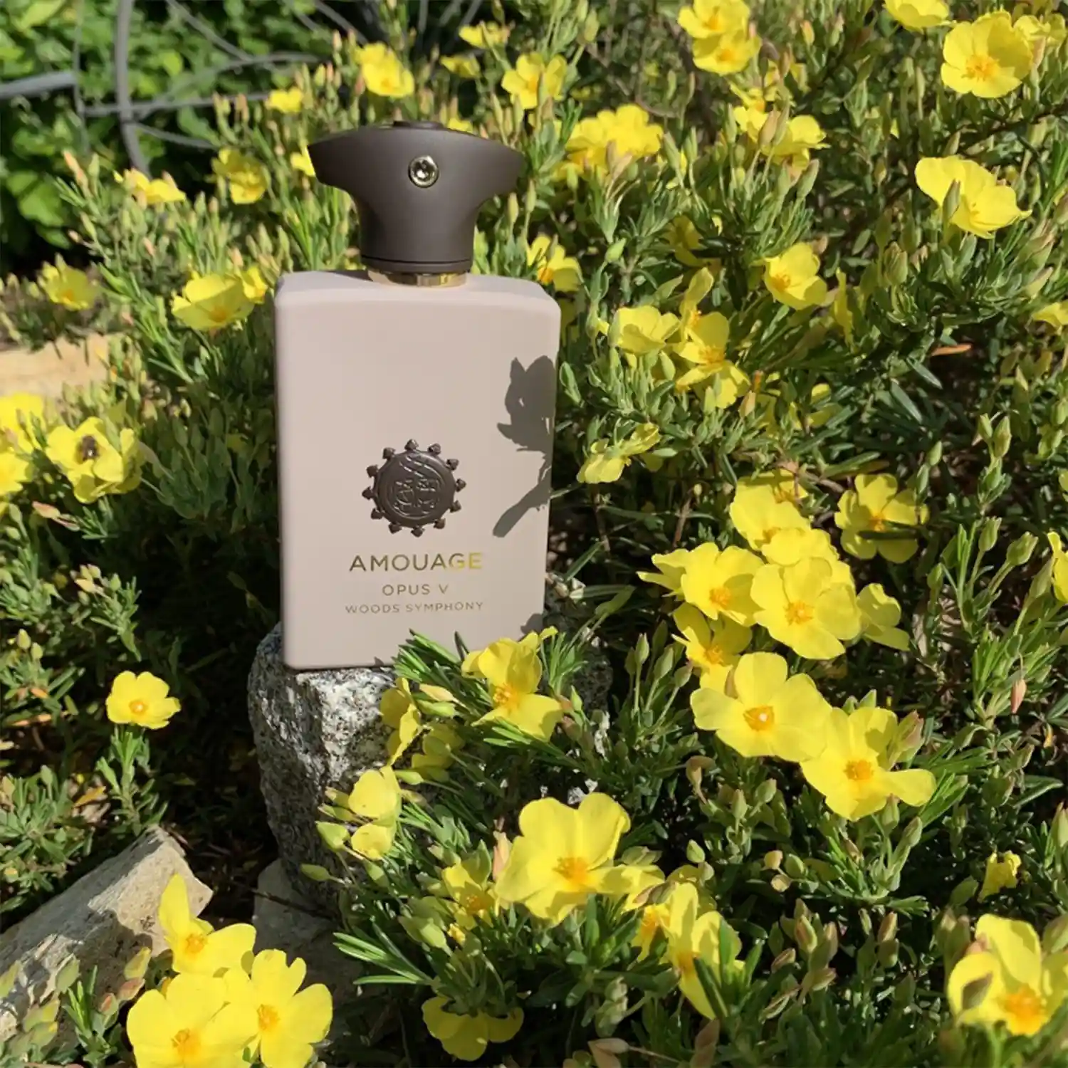 AMOUAGE OPUS V WOODS SYMPHONY 6 Amouage Opus V Woods Symphony – parfum unisexe sophistiqué Maroc